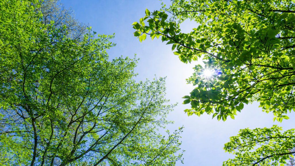 大阪府の住まいを守るICHIWAの太陽光メンテナンスとリフォームの極意