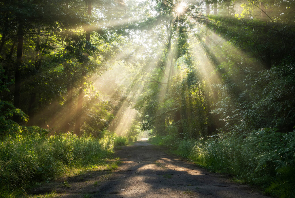 大阪府の住まいを守るICHIWAの太陽光メンテナンスとリフォームの極意